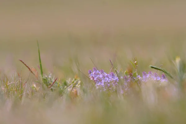 Detailní Fotografie Fialových Divokých Květin — Stock fotografie