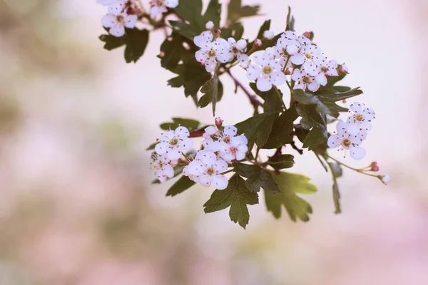 特写照片 一棵树上的一朵白花 柔和模糊的背景 苍白的色彩 — 图库照片