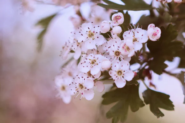 Foto Cerca Una Flor Blanca Árbol Suaves Colores Pastel Fondo — Foto de Stock