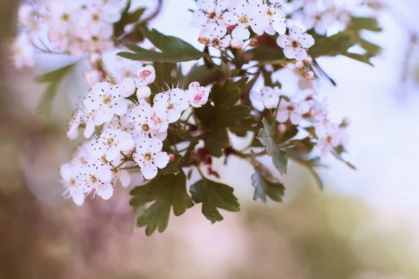Ağaçta Beyaz Bir Çiçeğin Yakın Plan Fotoğrafı Yumuşak Bulanık Arkaplan — Stok fotoğraf
