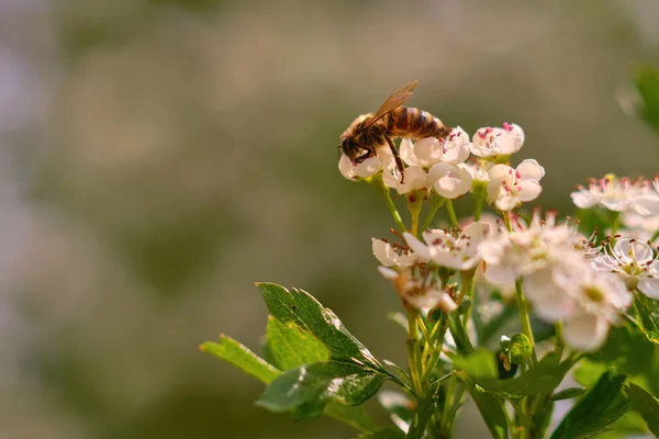 Foto Cerca Una Abeja Polinizando Una Flor Blanca — Foto de Stock