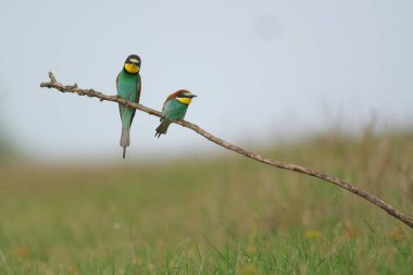 Avrupa Arı Yiyen - Bir dalda Merops Apiaster, egzotik renkli göçmen kuş