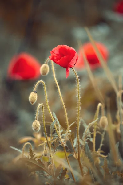 Foto Primo Piano Fiore Papavero Rosso — Foto Stock