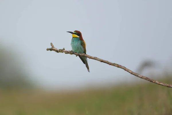 Comedor Abelhas Europeu Merops Apiaster Ramo Pássaro Migratório Colorido Exótico — Fotografia de Stock