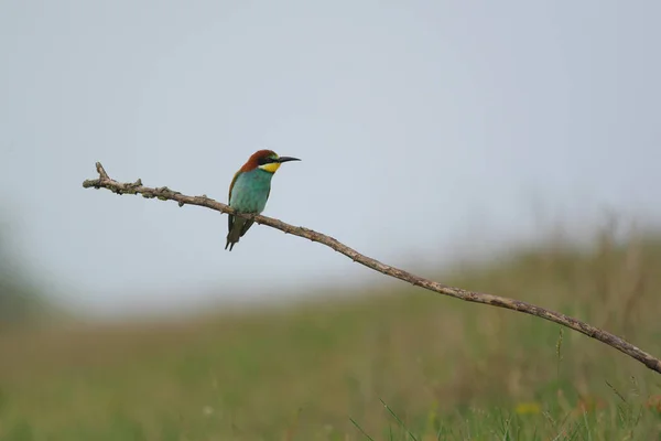 European Bee Eater Merops Apiaster Gren Exotiska Färgglada Flyttfåglar — Stockfoto