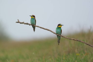 Avrupa Arı Yiyen - Bir dalda Merops Apiaster, egzotik renkli göçmen kuş