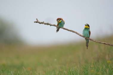 Avrupa Arı Yiyen - Bir dalda Merops Apiaster, egzotik renkli göçmen kuş
