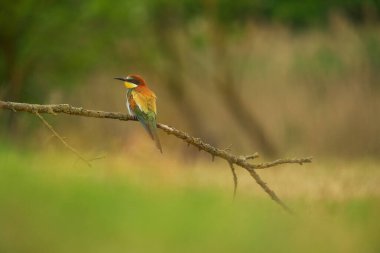 Avrupa Arı Yiyen - Bir dalda Merops Apiaster, egzotik renkli göçmen kuş