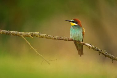 Avrupa Arı Yiyen - Bir dalda Merops Apiaster, egzotik renkli göçmen kuş