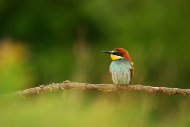 Avrupa Arı Yiyen - Bir dalda Merops Apiaster, egzotik renkli göçmen kuş