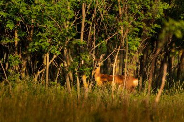 Ormanda Avrupa yumurtası geyiği (Capreolus capreolus)