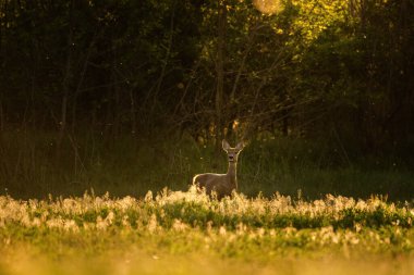 Çayır üzerinde Avrupa yumurtası geyiği (Capreolus capreolus)