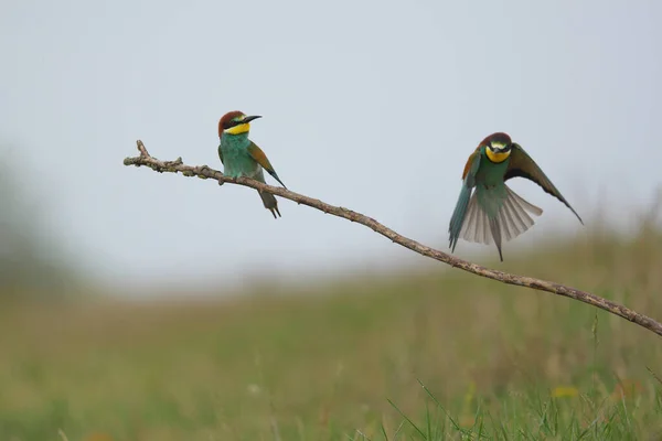 Comedor Abelhas Europeu Merops Apiaster Ramo Pássaro Migratório Colorido Exótico — Fotografia de Stock