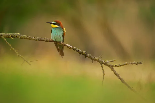 Comedor Abelhas Europeu Merops Apiaster Ramo Pássaro Migratório Colorido Exótico — Fotografia de Stock