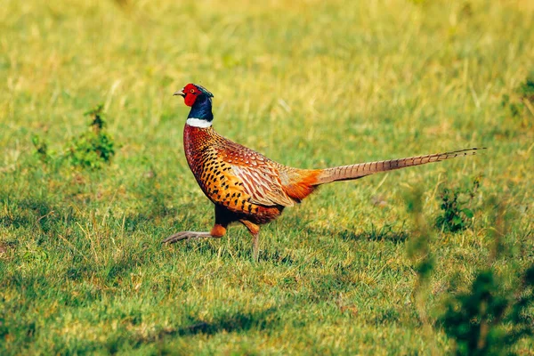 Pheasant Phasianus Colchicus Bird Meadow — Stock Photo, Image