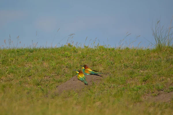 Europese Bijeneter Merops Apiaster Exotische Kleurrijke Trekvogel — Stockfoto