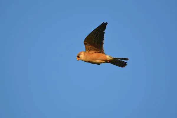 Roodvoetvalk Falco Vespertinus Die Vliegt — Stockfoto