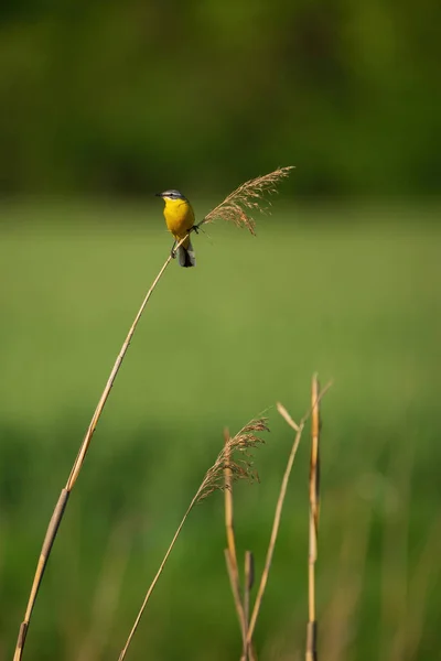 Západně Žlutý Ocas Motacilla Flava Žlutý Barevný Pták — Stock fotografie