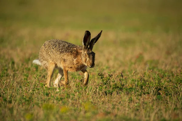 欧洲野兔 Lepus Europaeus — 图库照片