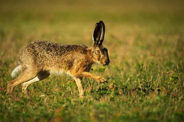 欧洲野兔 Lepus Europaeus — 图库照片