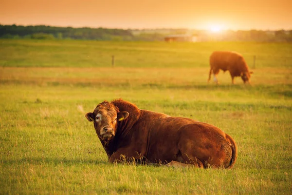 石灰質の牛牧草地の雄牛 — ストック写真