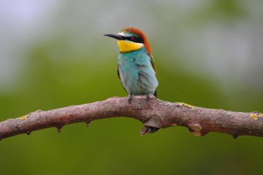 Avrupa Arı Yiyen - Bir dalda Merops Apiaster, egzotik renkli göçmen kuş