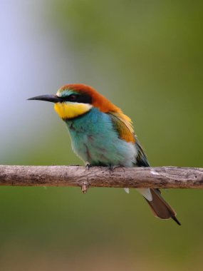 Avrupa Arı Yiyen - Bir dalda Merops Apiaster, egzotik renkli göçmen kuş