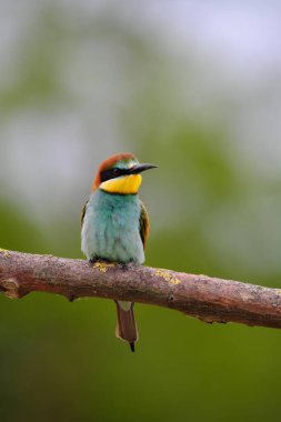 Avrupa Arı Yiyen - Bir dalda Merops Apiaster, egzotik renkli göçmen kuş