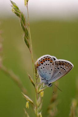 Sıradan mavi kelebek - çimlerin üzerinde polyommatus icarus
