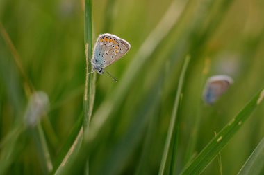 Sıradan mavi kelebek - çimlerin üzerinde polyommatus icarus