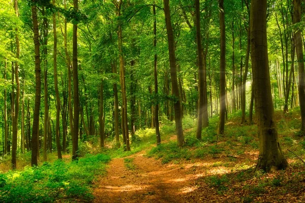 Μονοπάτι Στο Πολύχρωμο Πράσινο Δάσος Άνοιξη Στην Ουγγαρία — Φωτογραφία Αρχείου