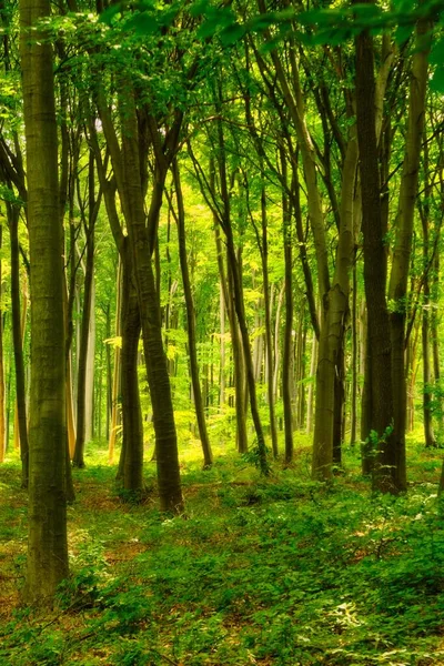 Πολύχρωμο Ζωντανό Πράσινο Άνοιξη Μαγεμένο Δάσος — Φωτογραφία Αρχείου