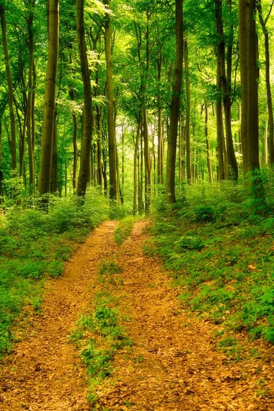 Trail Het Kleurrijke Groene Voorjaarsbos Hongarije — Stockfoto