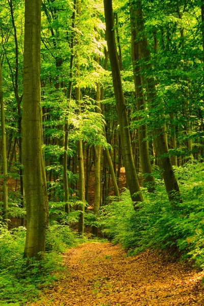Sentiero Nella Colorata Foresta Verde Primaverile Ungheria — Foto Stock