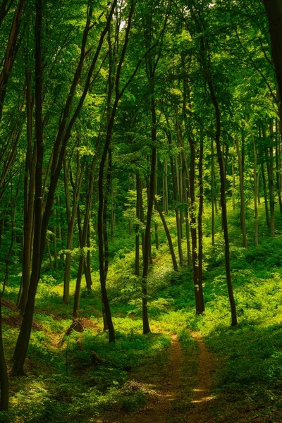 Sentier Dans Forêt Verte Colorée Printemps Hongrie — Photo