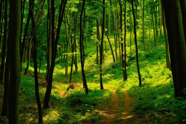 Sendero Colorido Bosque Primavera Verde Hungría — Foto de Stock