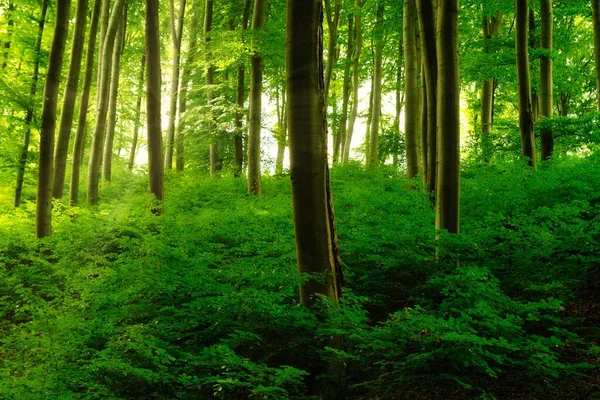 Πολύχρωμο Ζωντανό Πράσινο Άνοιξη Μαγεμένο Δάσος — Φωτογραφία Αρχείου