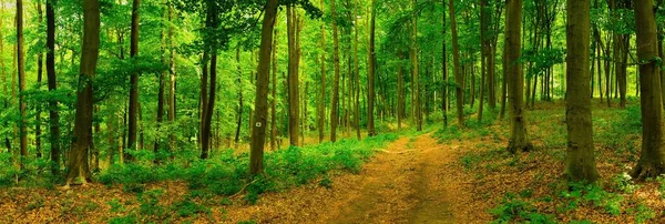 Sendero Colorido Bosque Primavera Verde Hungría — Foto de Stock