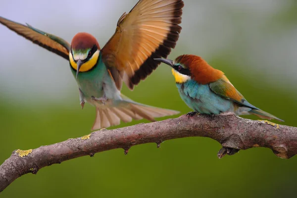 Comedor Abelhas Europeu Merops Apiaster Ramo Pássaro Migratório Colorido Exótico — Fotografia de Stock