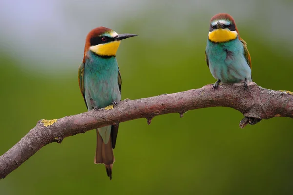 Comedor Abelhas Europeu Merops Apiaster Ramo Pássaro Migratório Colorido Exótico — Fotografia de Stock