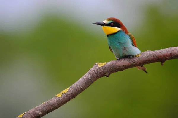 European Bee Eater Merops Apiaster Větvi Exotický Pestrobarevný Stěhovavý Pták — Stock fotografie