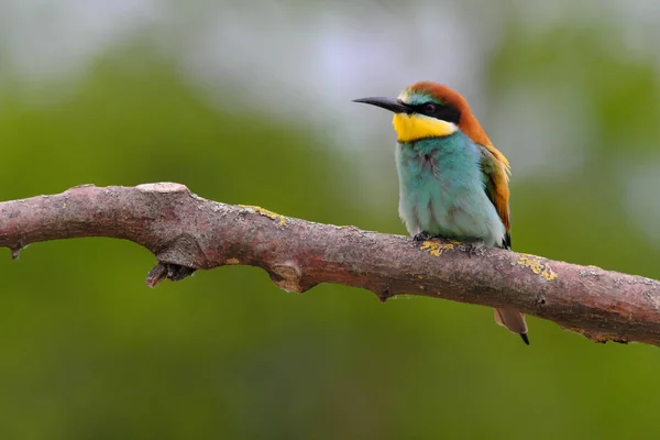 European Bee Eater Merops Apiaster Branch Exotic Colorful Migratory Bird — стоковое фото