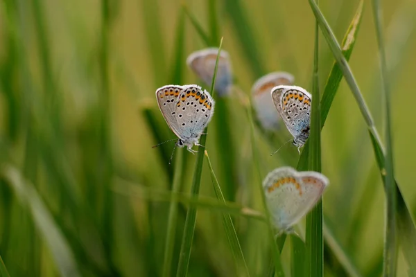 Common Blue Butterfly Polyommatus Icarus Grass — Stock Photo, Image