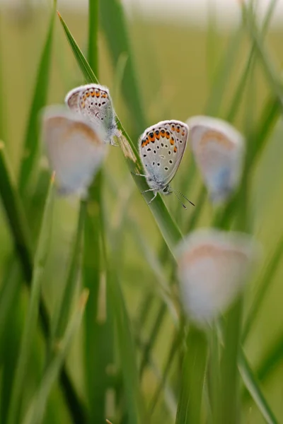 Common Blue Butterfly Polyommatus Icarus Grass — Stock Photo, Image