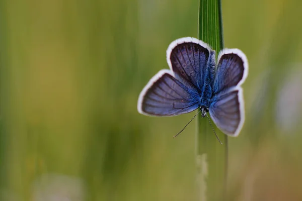 Borboleta Azul Comum Polyommatus Icarus Grama — Fotografia de Stock