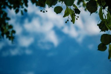 Yaprakları ve tohumları mavi çerçeveli genç yeşil ıhlamur dalı