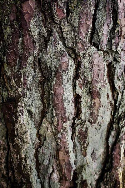 Old forest tree bark wood textured trunk with moss background