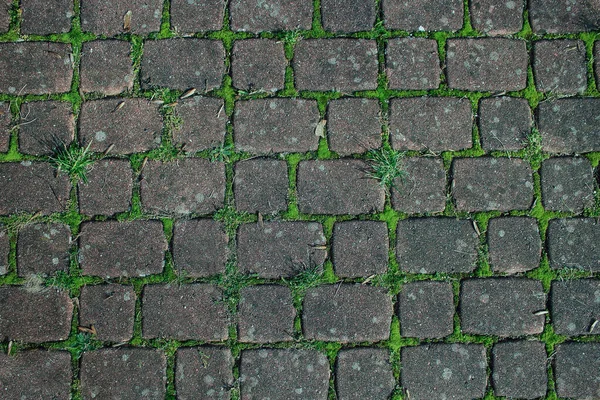 Pavimento azulejos cinza com fundo verde lacunas musgo — Fotografia de Stock