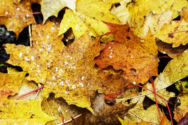 Amarillo y marrón varias hojas caídas con fondo granizo — Foto de Stock