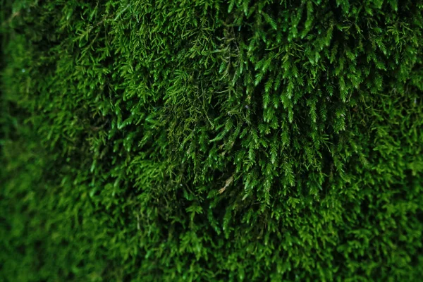 Dark verde musgo texturizado fundo com bokeh — Fotografia de Stock